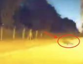 特斯拉Autopilot成功避免路中间撞上野猪 马斯克点赞