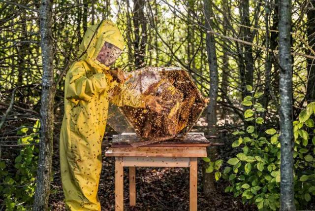 04 - 兰博基尼通过蜜蜂开展生态环境监测项目.jpg